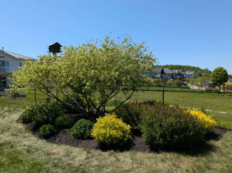Garden bed around a tree after a spring garden bed cleanup by True North
